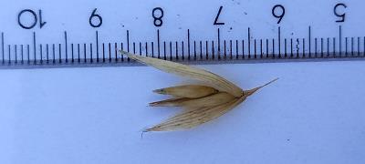 Click for 2 image(s) for this accession. Spikelet